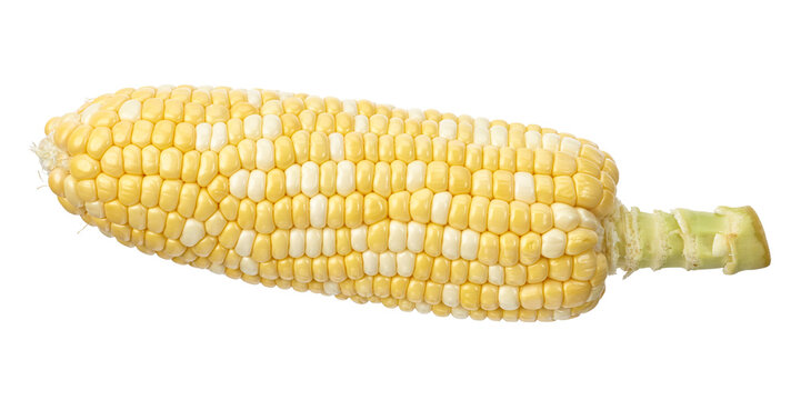 Fresh bicolor sweet corn cob (Zea mays) featuring yellow and white kernels isolated on transparent background. Nutritious agricultural crop ideal for food, farming and healthy eating concepts.