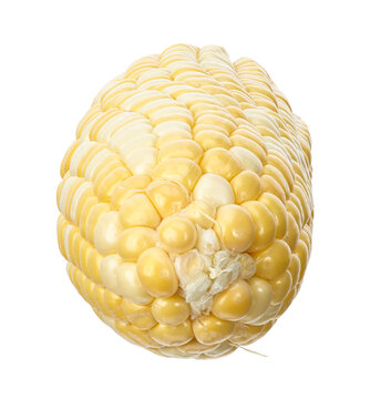 Fresh bicolor sweet corn cob (Zea mays) featuring yellow and white kernels isolated on transparent background. Nutritious agricultural crop ideal for food, farming and healthy eating concepts.