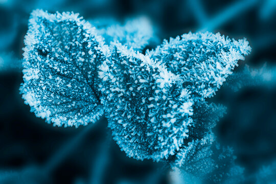 Frost On Blackberry Bush Leaves