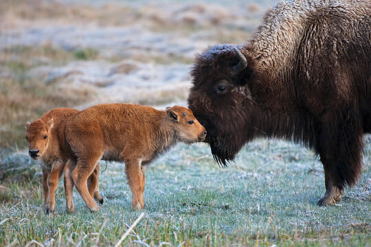 USA, Yellowstone Park, American Bison (Bison bison) with calf