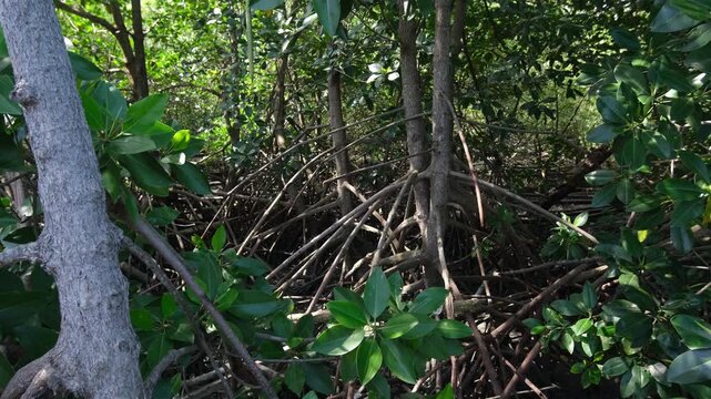Footage showing mangrove forest ecosystem. Highlighting carbon absorption, coastal protection, biodiversity support, and natural climate regulation that helps reduce global warming.