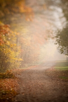 Germany, autumnal forest path