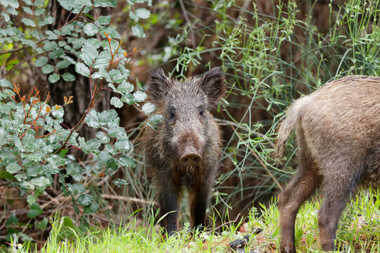 Turkey, Wild Boar in Dilek National Park