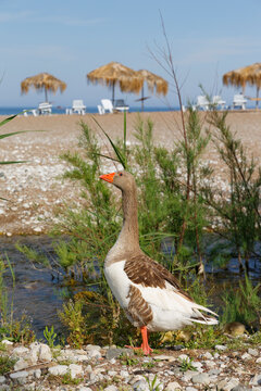 Turkey, Lycia, Lycian Coast, Adrasan bay, goose standing in front of the beach