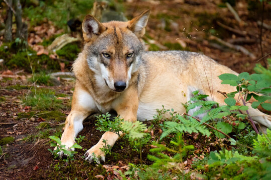 Germany, Bavaria, Bavarian Forest National Park, lying wolf