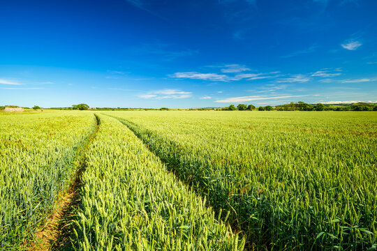 Tractor tracks cross a green wheat field in Gullane Scotland