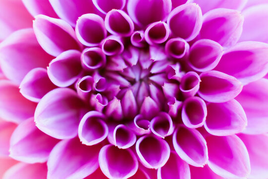 Germany, Dahlia flower, close up