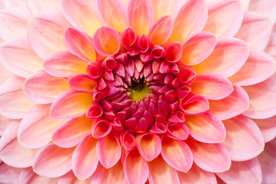 Dahlia hybrid (Asteraceae)