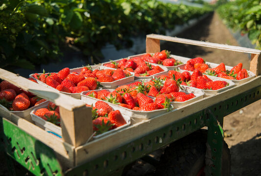 Germany, Hesse, Lampertheim, pallet of strawberries