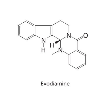 Evodiamine skeletal structure. indole alkaloid compound schematic illustration. Simple diagram, chemical formula.