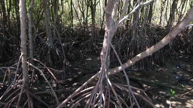 Footage showing mangrove forest ecosystem. Highlighting carbon absorption, coastal protection, biodiversity support, and natural climate regulation that helps reduce global warming.