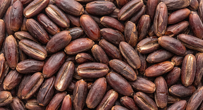 Dry brown date seeds filling the entire frame