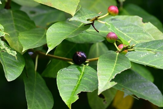 Ficus erecta fruits. Moraceae deciduous shrub. It is dioecious, and the flower receptacles of the female plants develop into fruit receptacles.