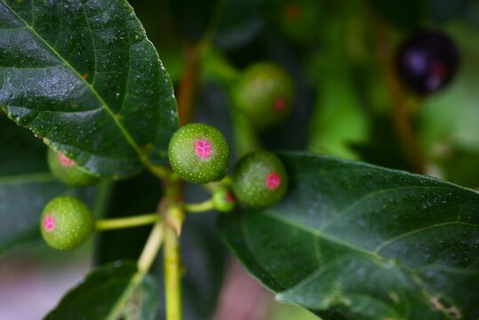 Ficus erecta fruits. Moraceae deciduous shrub. It is dioecious, and the flower receptacles of the female plants develop into fruit receptacles.