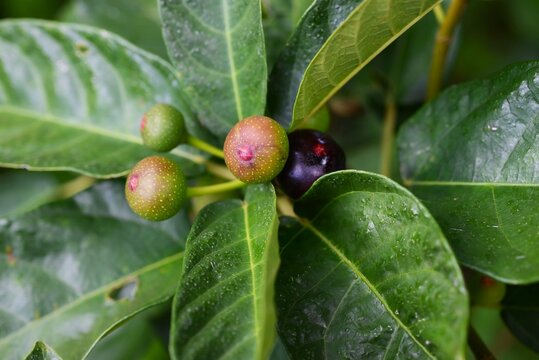 Ficus erecta fruits. Moraceae deciduous shrub. It is dioecious, and the flower receptacles of the female plants develop into fruit receptacles.