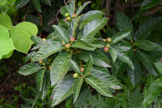 Ficus erecta fruits. Moraceae deciduous shrub. It is dioecious, and the flower receptacles of the female plants develop into fruit receptacles.