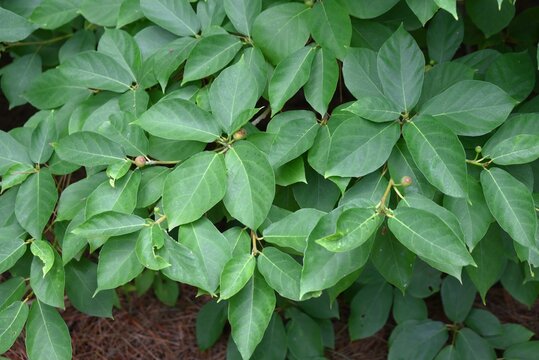 Ficus erecta fruits. Moraceae deciduous shrub. It is dioecious, and the flower receptacles of the female plants develop into fruit receptacles.