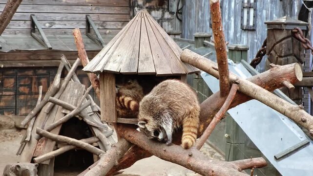 A family of raccoons sitting in a cabin relaxing together, one gnawing log, and the other cleaning his fur. Close-up side view. Animal behavior. Environment of life at a zoo. High quality 4k footage.