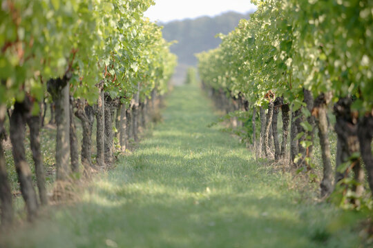 Germany, vineyards