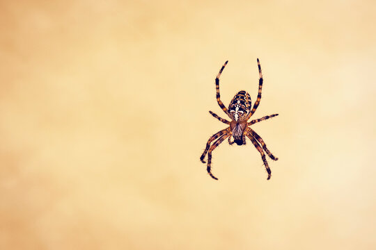 Austria, Close up of garden spider