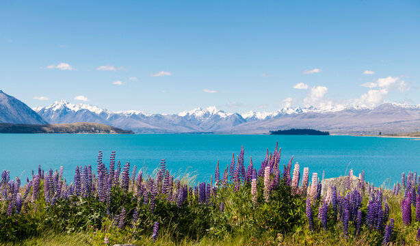 New Zealand, South Island, Lake Tekapo, Russell lupin, Lupinus polyphyllus