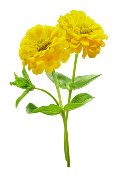 close up of yellow zinnias flowers isolated on transparent background