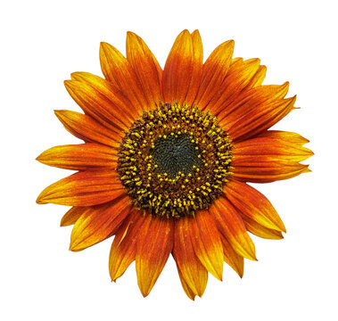 close up of red sunflower isolated on transparent background, top view