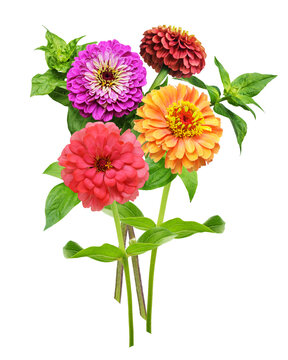 close up of bouquet of mixed colorful zinnias flowers isolated on transparent background