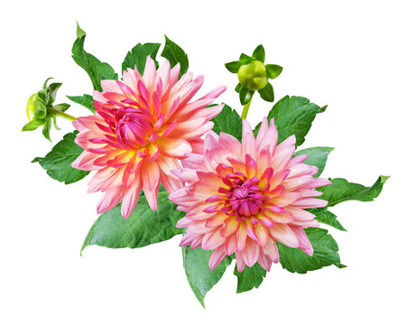 close up of colorful dahlia flowers with leaves isolated on transparent background, top view
