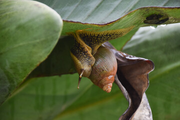 A snail hangs upside down from a large leaf in a garden © VV Shots