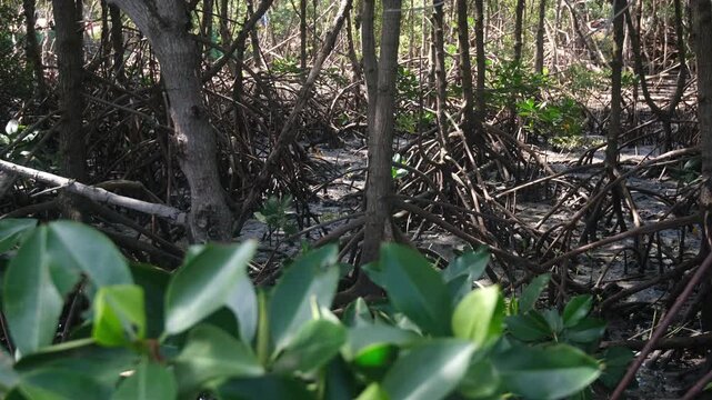 Footage showing mangrove forest ecosystem. Highlighting carbon absorption, coastal protection, biodiversity support, and natural climate regulation that helps reduce global warming.