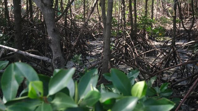 Footage showing mangrove forest ecosystem. Highlighting carbon absorption, coastal protection, biodiversity support, and natural climate regulation that helps reduce global warming.