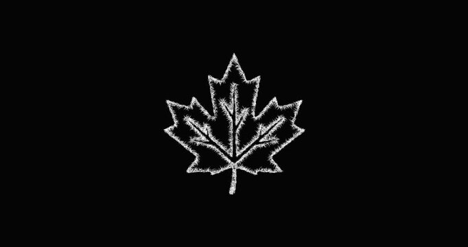 Sketch maple leaf icon animation - smooth progressive reveal