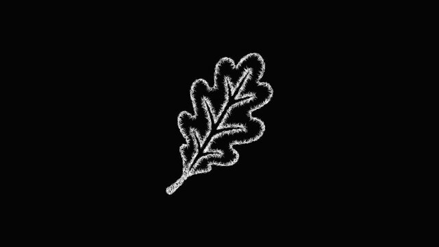 Sketch oak leaf icon animation - smooth progressive reveal