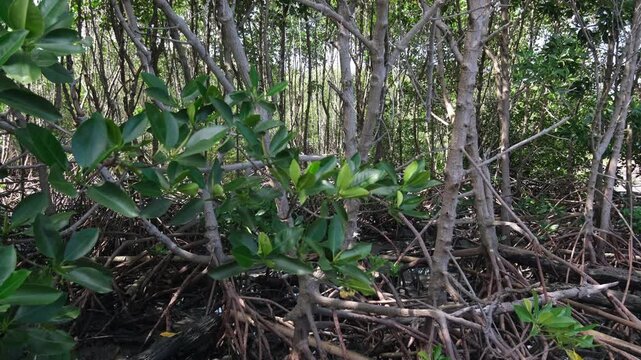 Footage showing mangrove forest ecosystem. Highlighting carbon absorption, coastal protection, biodiversity support, and natural climate regulation that helps reduce global warming.