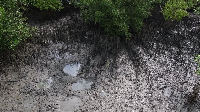 Footage showing mangrove forest ecosystem. Highlighting carbon absorption, coastal protection, biodiversity support, and natural climate regulation that helps reduce global warming.