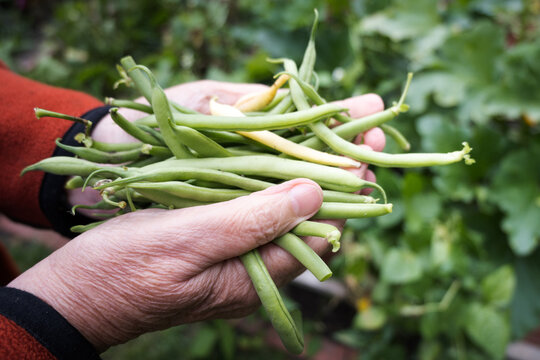 Harvest of snap beans from the home garden.
