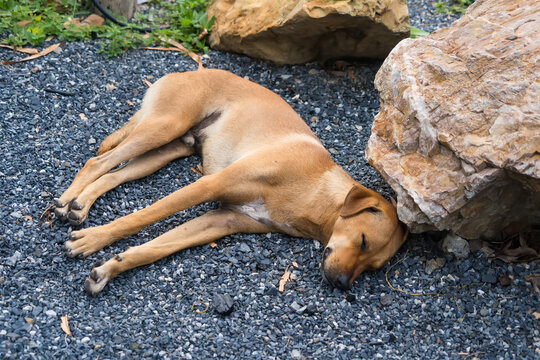 Dog's Siesta: A tan dog, exhausted and lying on its side, finds respite from the heat under the shade of a large rock.
