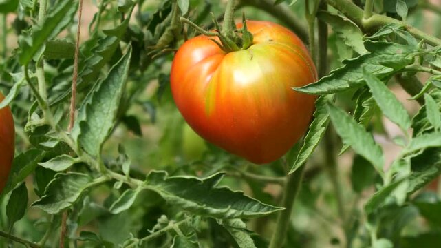 Large ripening heirloom tomato growing on the vine in an organic garden.