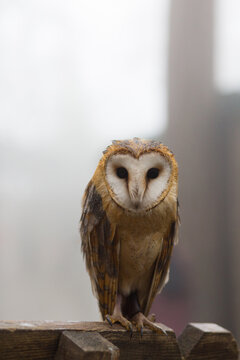 A barn owl perched on a wooden branch, looking directly at the camera in a close-up wildlife portrait with a softly blurred natural background.