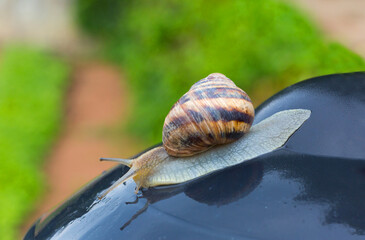 A garden snail with a striped brown shell crawling across a wet dark surface, with a soft green background and beautiful natural bokeh. © Serhii