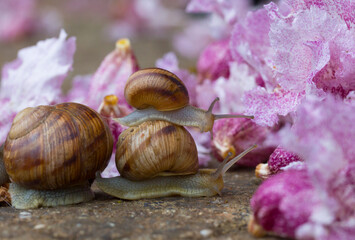 Three garden snails with brown shells interacting on the ground among delicate pink and white flowers, creating a charming macro wildlife scene in nature. © Serhii