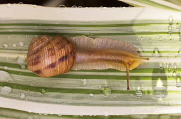 Close-up of a garden snail crawling on a green and white striped leaf covered with morning dew drops and water droplets after rain. Nature, macro photography concept. © Serhii