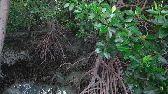 Footage showing mangrove forest ecosystem. Highlighting carbon absorption, coastal protection, biodiversity support, and natural climate regulation that helps reduce global warming.