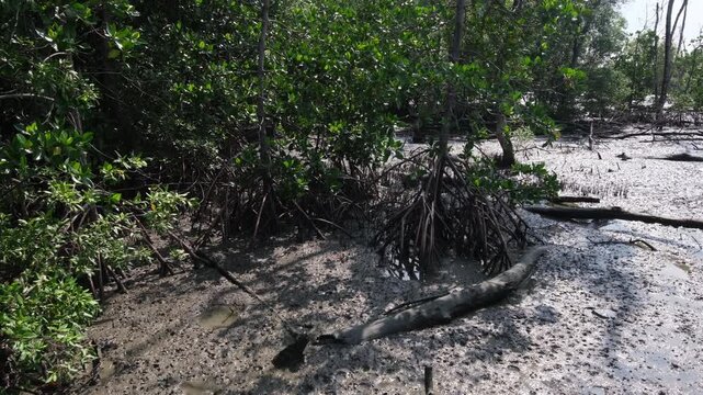Footage showing mangrove forest ecosystem. Highlighting carbon absorption, coastal protection, biodiversity support, and natural climate regulation that helps reduce global warming.