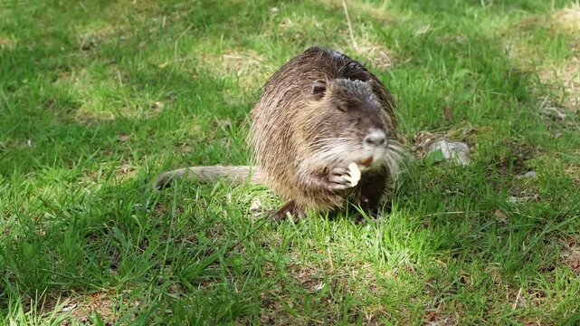 A person feeds a nutria on green grass in a park. Wildlife interaction, nature leisure, animal care. Weekend pastime. Happy emotions. High quality 4k footage.