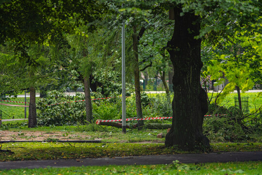 fallen trees and storm damage in riga after storm priska