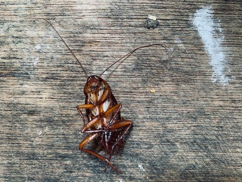 Macro shot of a dead brown cockroach lying upside down with legs up on a weathered wooden background in Jakarta, Indonesia. Great for pest control services, home sanitation, and hygiene subjects.