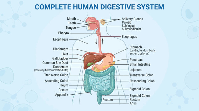 Complete Human Digestive System Anatomy Diagram