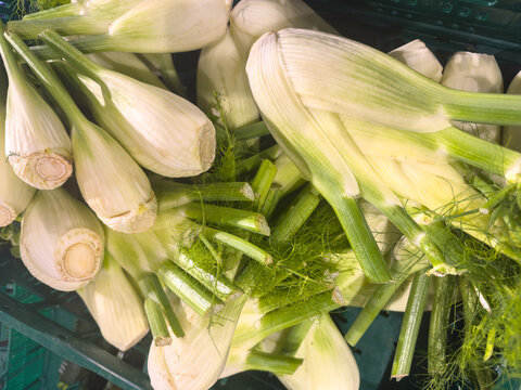 Fresh Organic Fennel at a Local Organic Market